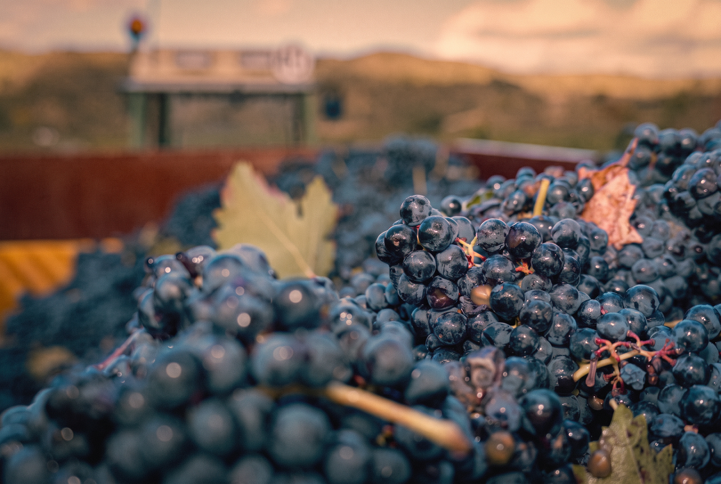 Crate of freshly harvested wine grapes at a Hill Country vineyard, vintage film tone