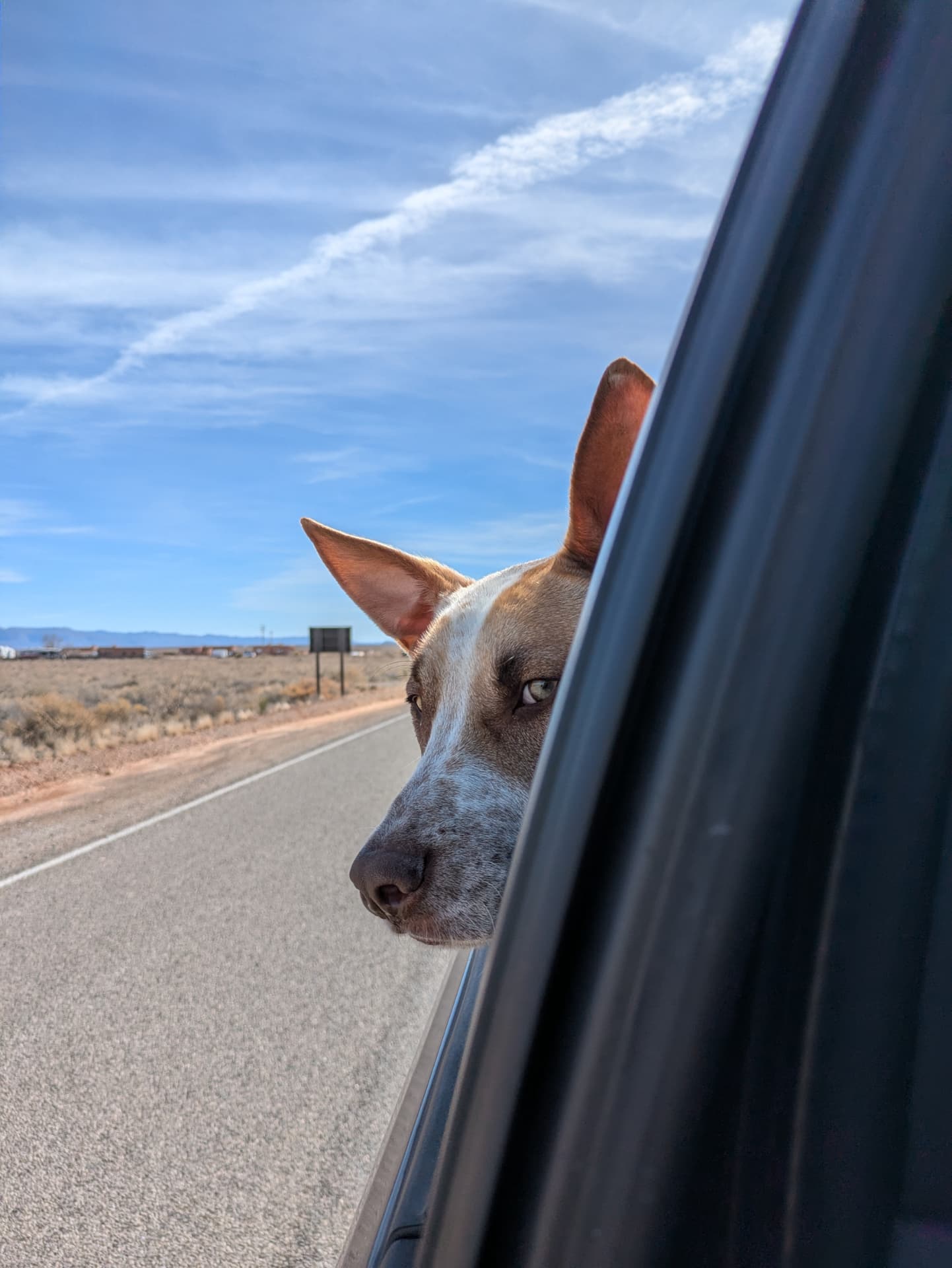 Miles, the adventure buddy